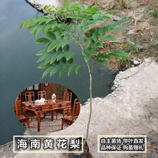 海南黄花梨树苗正宗珍贵植物黄花梨苗庭院常绿名贵苗木降香黄檀