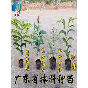 名贵苗木金丝楠木树苗正宗奇楠沉香珍稀小叶紫檀海南黄花梨苗酸枝