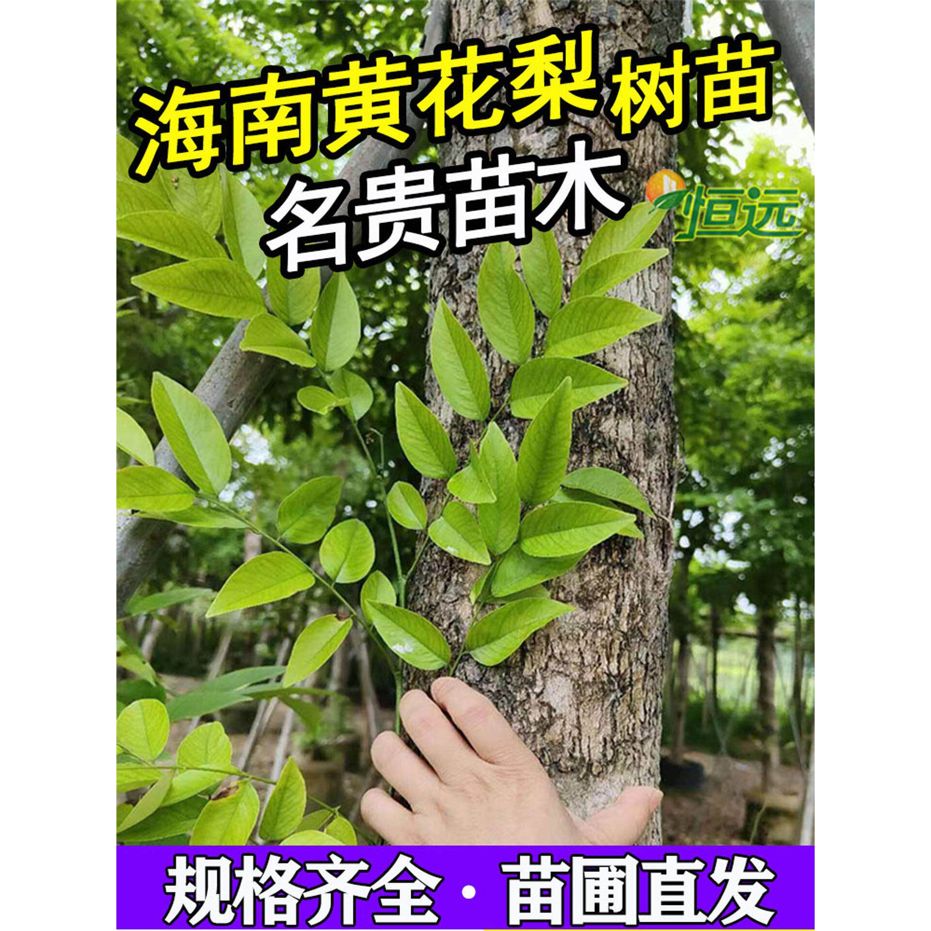 海南黄花梨树苗正宗海南黄花梨大树降香黄檀树苗花梨木苗名贵树苗图片