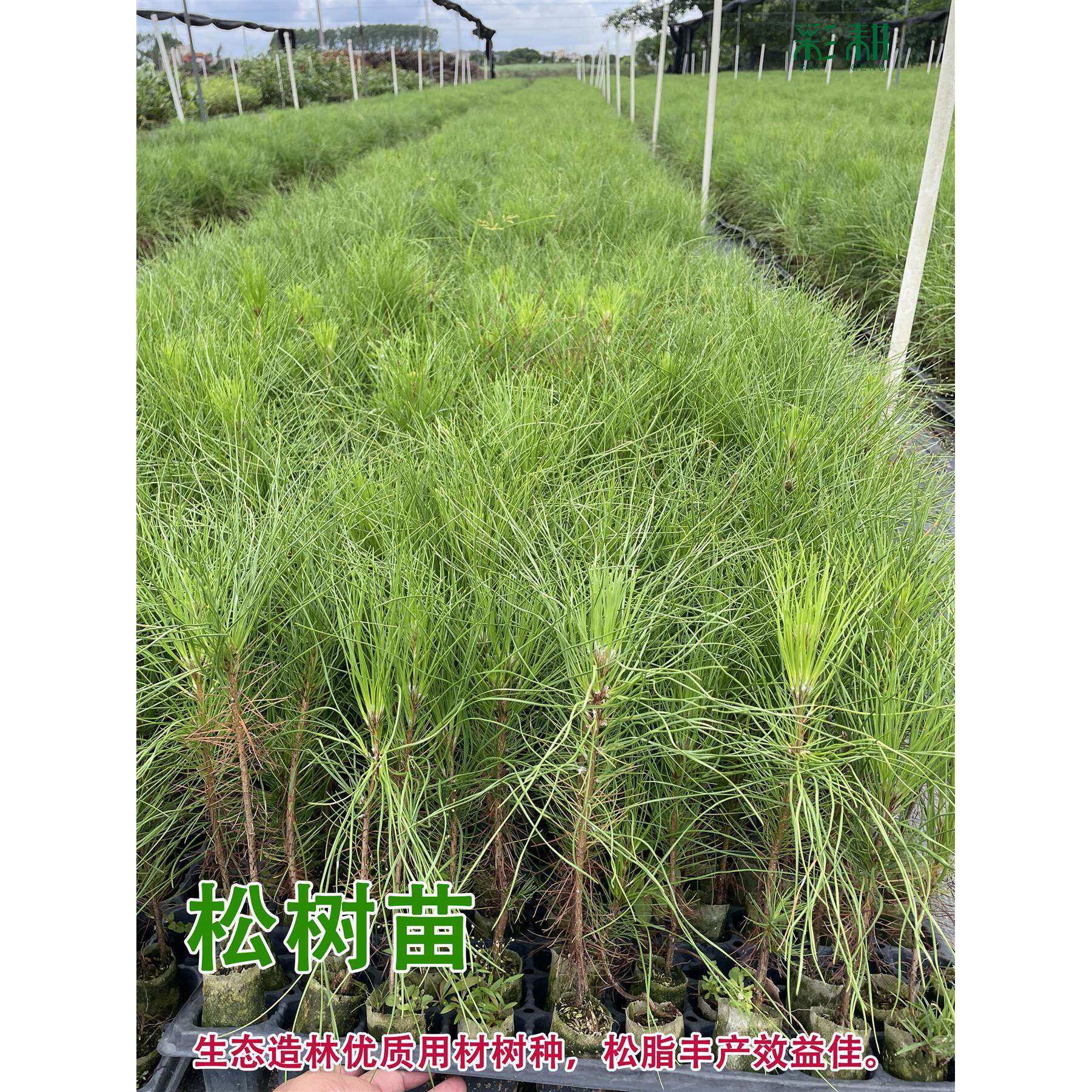 湿地松树苗 割油松苗 高脂松木苗造林复绿用材树国外松美国松树苗