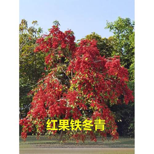 红果铁冬青树苗万紫千红四季常青庭院绿化树名贵苗木白银香苗盆栽