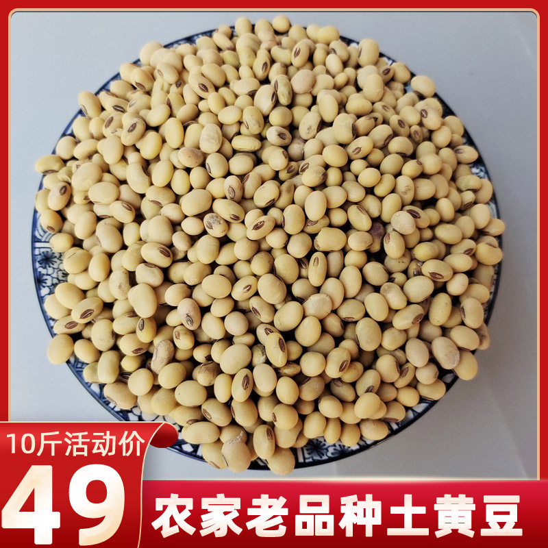 重庆石柱特产椭圆形老品种本地大豆农家自种土黄豆新豆10斤农产品