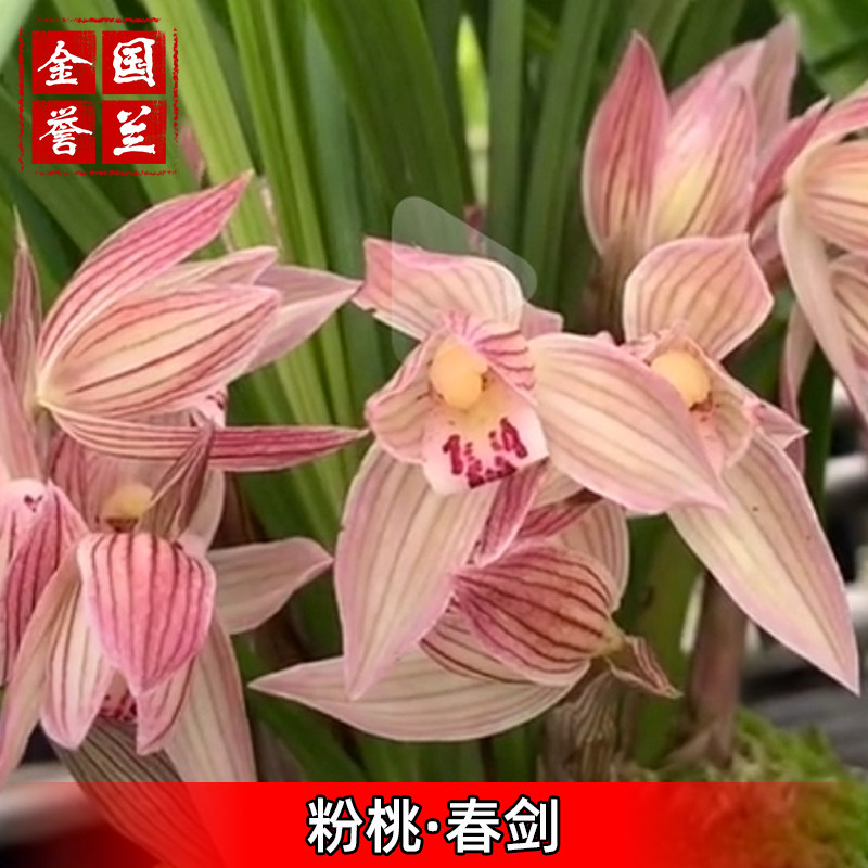 金誉国兰四川兰花原生种兰花苗盆栽好养好发货粉桃自然养殖