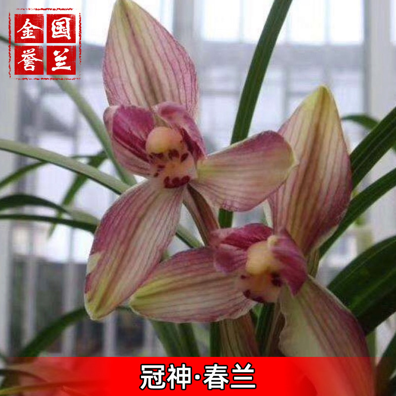 春兰冠神金誉国兰四川兰花原生种兰花苗盆栽好养好发货自然养