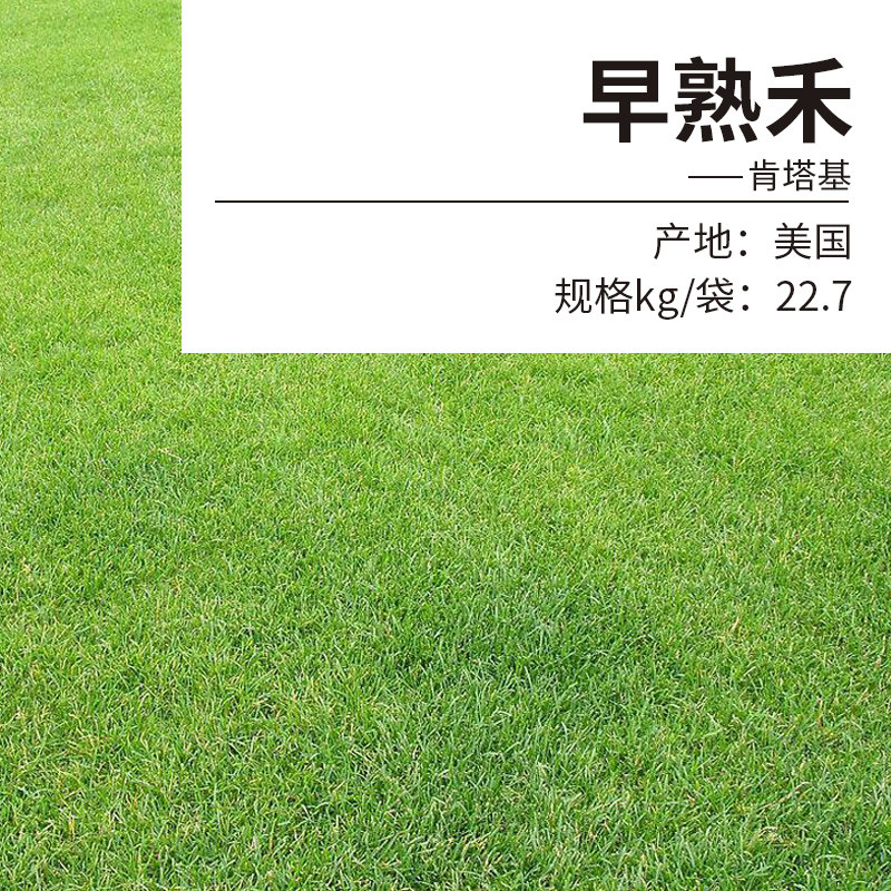 早熟禾矮生耐践踏不修剪草坪种子