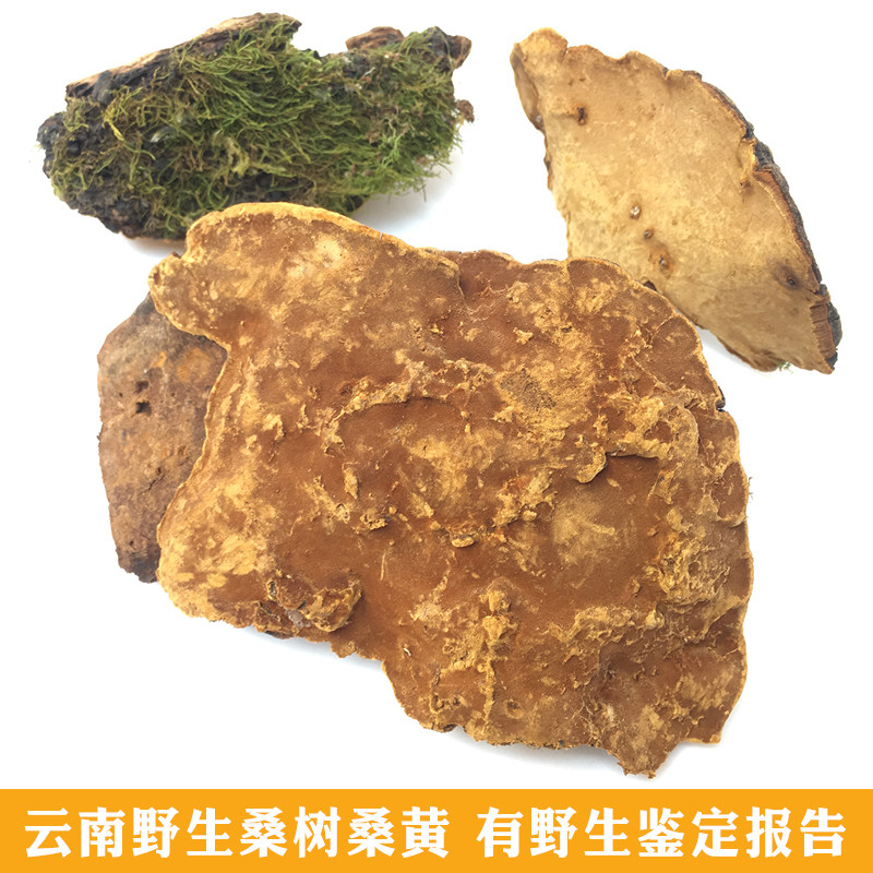 云南野生桑树桑黄灵芝整朵林芝泡水桑耳黄芝药材250g切片打粉泡茶