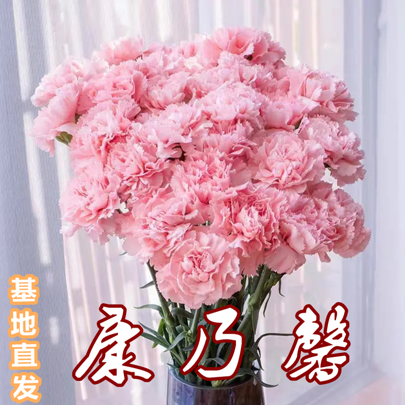 云南昆明特价康乃馨秒杀