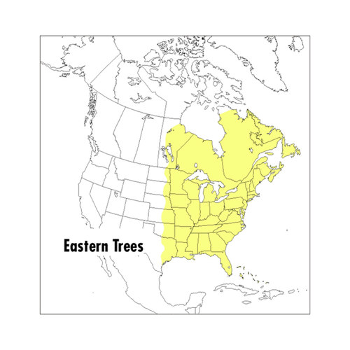 英文原版 A Peterson Field Guide to Eastern Trees 皮特森图鉴之美东 中西部及加拿大的树 第2版 英文版 进口英语原版书籍