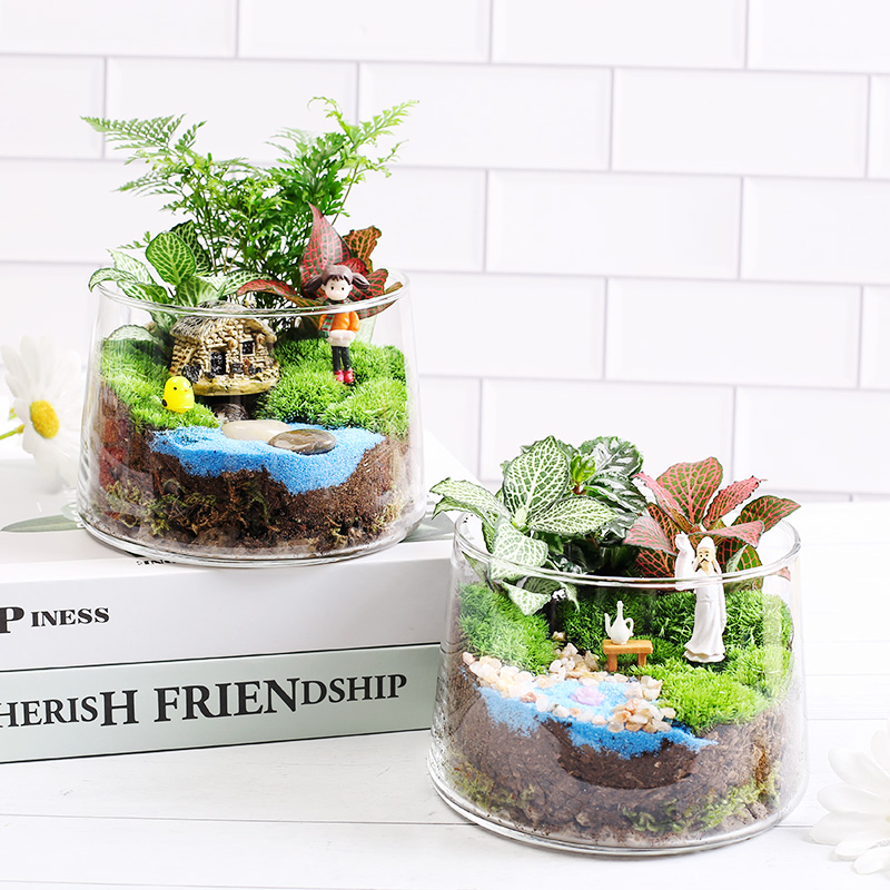 菁娇锥型瓶 创意鲜活苔藓微景观diy生态瓶子桌面减压小盆栽套装