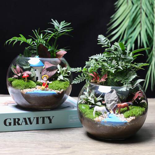 15圆球苔藓微景观生态瓶套装