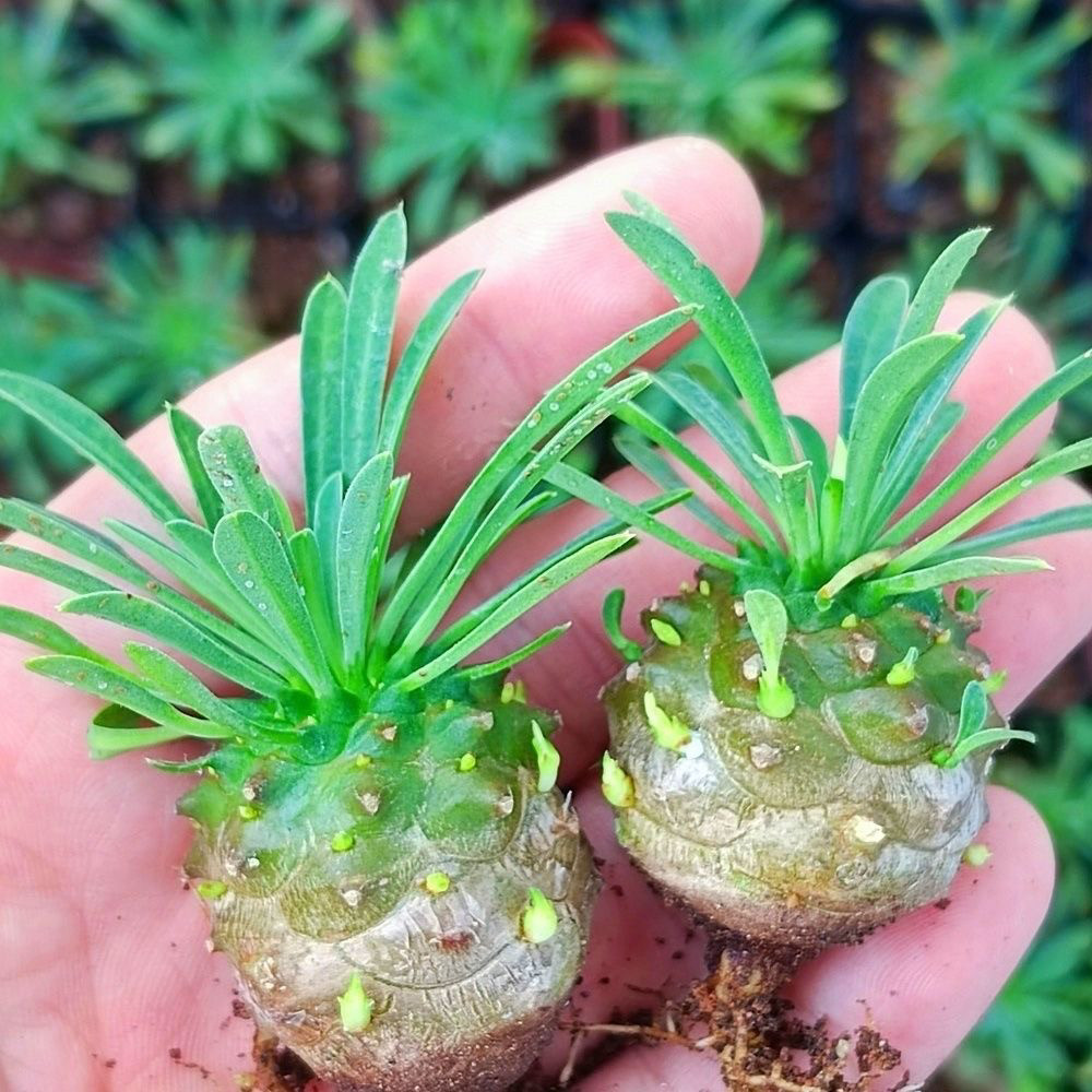 峨眉山多肉块根植物小菠萝盆栽铁甲麒麟大戟科室内办公室桌面绿植