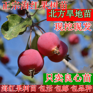 海红果树苗盆栽果树结果 果瓣子 海红子 果半子 果树庭院钙果包邮