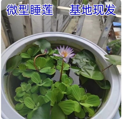 迷你睡莲水培植物四季花卉花盆栽根块观花水生碗莲荷花带花苞好养