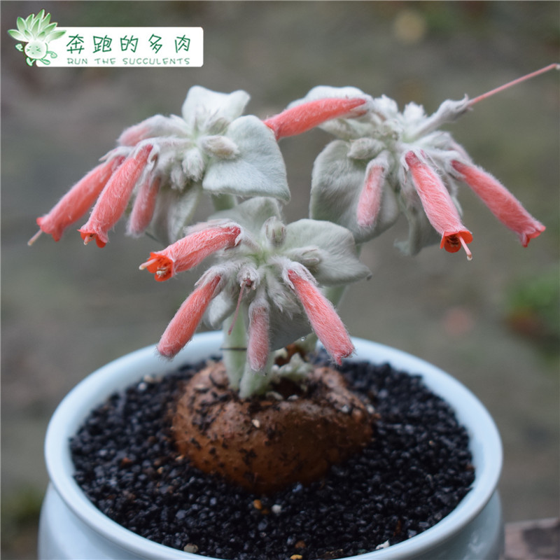 断崖女王红花厘米盆栽绿植