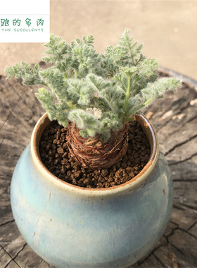 羽叶洋葵 pelargonium appendiculatum triste 多肉植物稀有块根