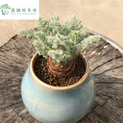 羽叶洋葵多肉植物稀有