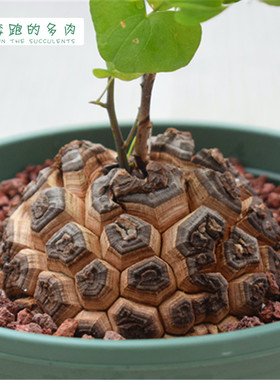南非龟甲龙一物一拍盆栽爬藤块根多肉植物带盆栽好包邮发货顺丰