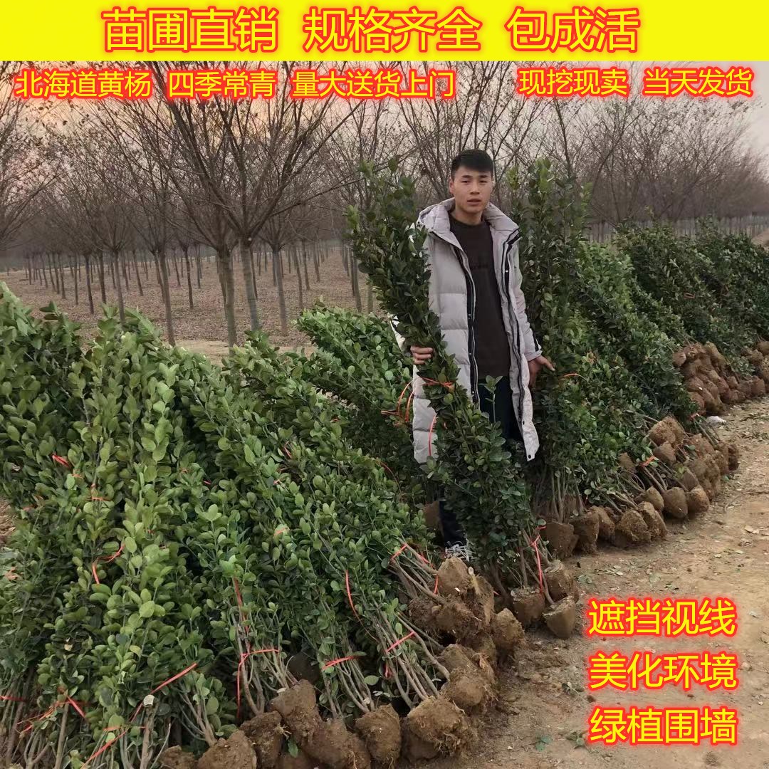 耐旱植物庭院价格 耐旱植物庭院图片 星期三 耐旱植物庭院价格 耐旱植物庭院图片 星期三