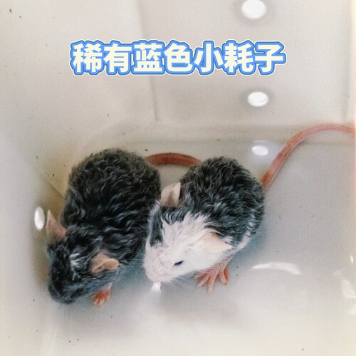罗安蓝色缎子鼠迷你花枝鼠进口宠物活体顺丰包邮