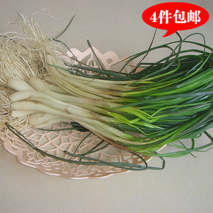 江西农家特产现拔新鲜带叶荞头一件1斤藠头嫩茭头时令蔬菜3件包邮