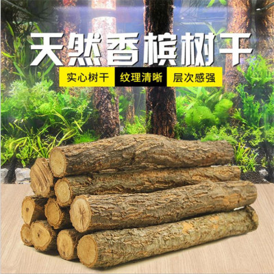 森林造景香槟树干雨林缸爬宠水草