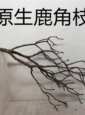纯天然鹿角枝黄梨枝带皮原生南美雨林鱼缸造景素材装饰