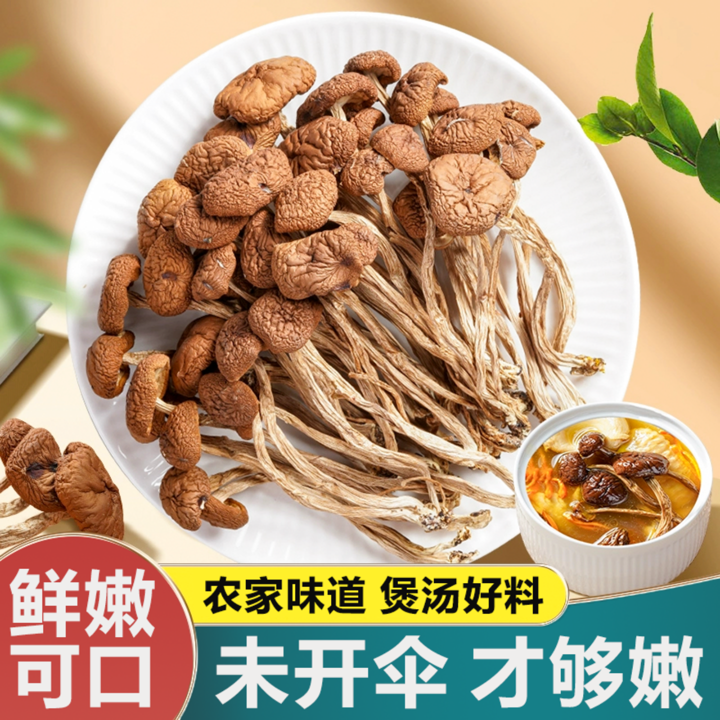 云南茶树菇新鲜干货新货菌菇汤料包脆嫩鲜香蘑菇菌菇炖鸡煲汤食材