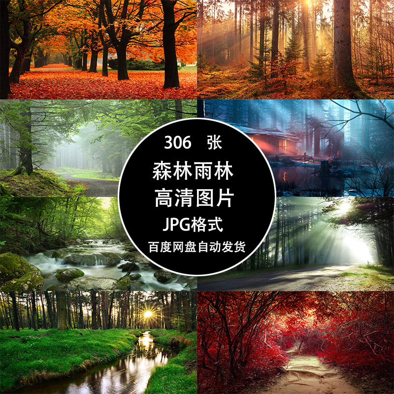 森林树林热带雨林大树自然风景JPG高清图片PS设计师美工合成素材