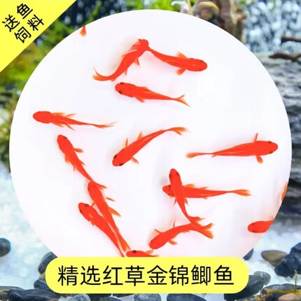 红草金鱼便宜耐寒不怕冷懒人观赏鱼好养耐活冷水淡水批发养不死