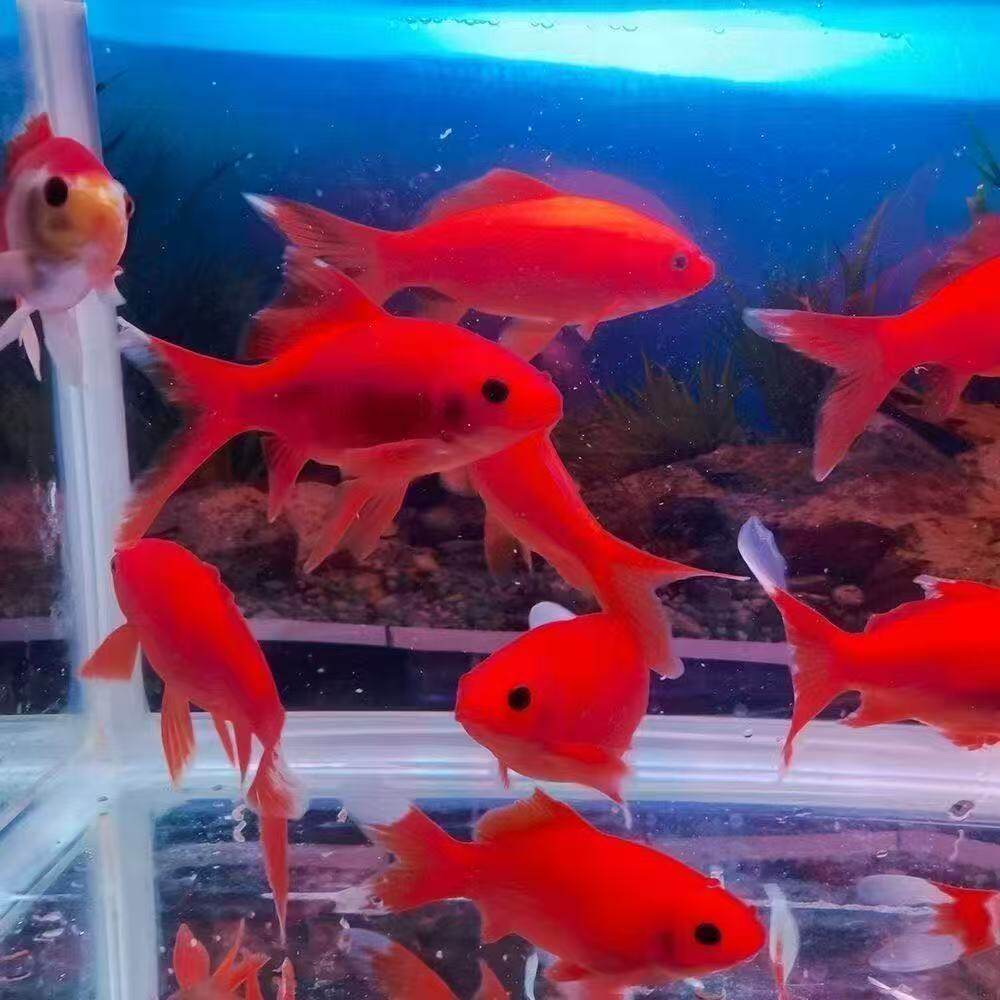 冷水鹦鹉鱼观赏鱼淡水好养耐活红草金小鱼苗锦鲤招财风水练手鱼