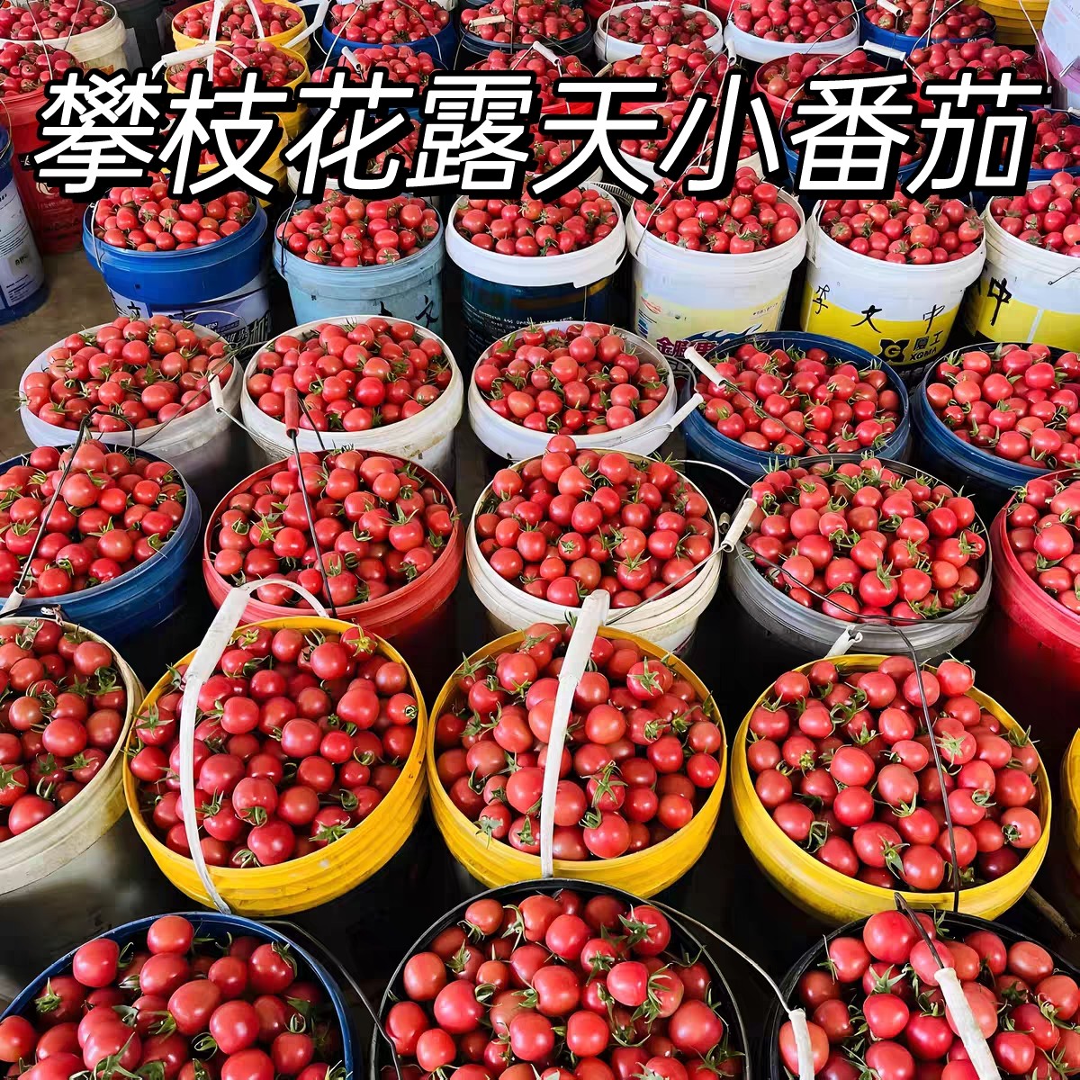 攀枝花米易露天种植自然熟樱桃小番茄千禧果圣女果生吃新鲜西红柿,水产肉类/新鲜蔬果/熟食,番茄,淘宝优惠券,粉丝福利购,淘宝优惠卷