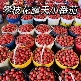 攀枝花米易露天种植自然熟樱桃小番茄千禧果圣女果生吃新鲜西红柿