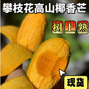 万茜同款农村小伙自家现货攀枝花椰香芒鸡蛋芒树上熟当季新鲜水果