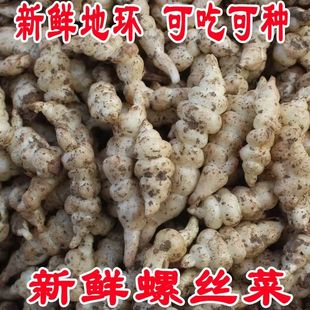 新鲜地环种子产地宝塔菜螺丝菜甘露子地牯牛地梨儿地葫芦农家蔬菜