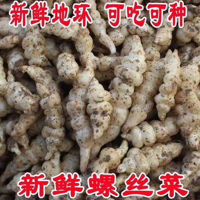 宝塔菜螺丝菜地牯牛地环种子