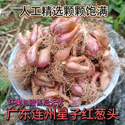 广东连州星子香红葱头 小葱 小葱头  做菜佐料 农家葱头葱