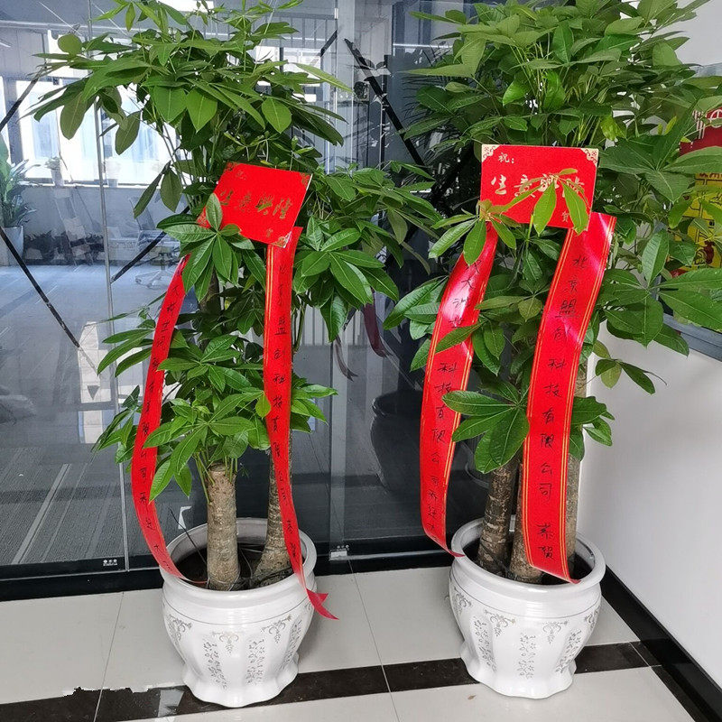 武汉大型绿植盆栽发财树绿萝办公大型绿植/成品组合盆