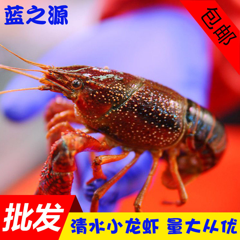 新鲜清水小龙虾鲜活 麻辣龙虾活活虾