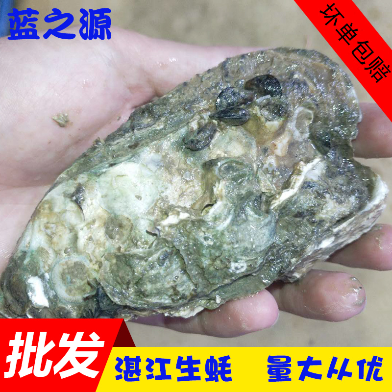 新鲜生蚝 野生深海牡蛎湛江生蚝烧烤食材海鲜水产贝类200g左右/只