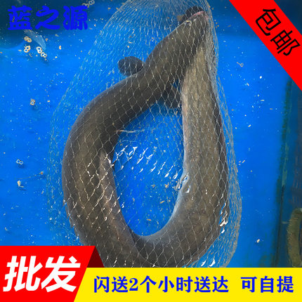 新鲜鳗鱼鲜活白鳝青鳗鳗鲡海鳗河鳗盘龙鳝海鲜水产1.5-2斤条/500g