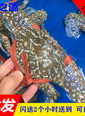 鲜活花蟹 梭子蟹 新鲜红膏蟹 兰花蟹 蓝花蟹 公肉蟹海鲜水产500g