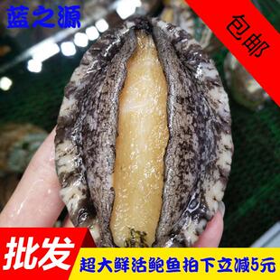 大连鲜活鲍鱼 鲜活冷冻大鲍鱼 黑鲍海鲜水产 贝类/7-8头500g包邮