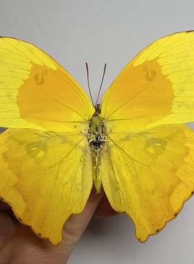 柔菲粉蝶Phoebis rurina 原蝶未展翅蝴蝶标本