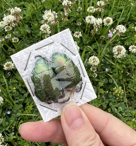 国外昆虫标本金绿长脚宝石丽金龟chrysophora chrysochlora甲虫