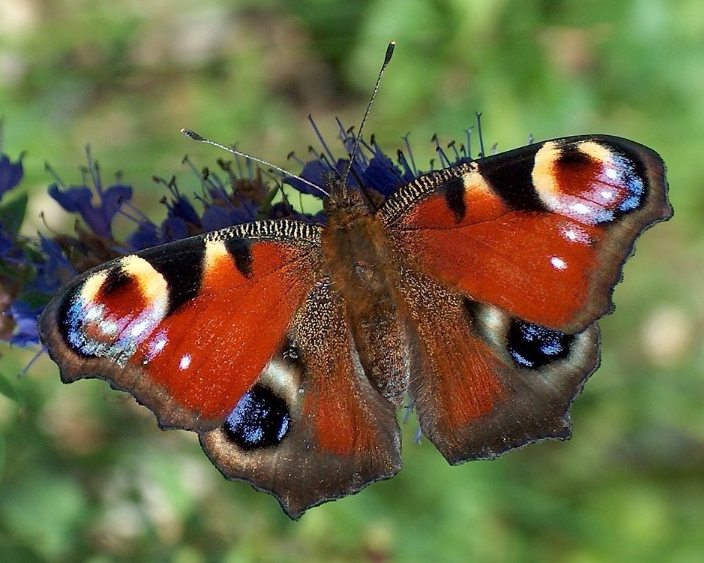 孔雀蛱蝶aglais io未展翅原蝶硫酸纸三角袋包装手工diy制作材料