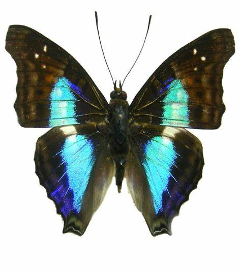 蓝带荣蛱蝶doxocopa cherubina 未展翅原蝶真蝴蝶标本蝴蝶标本