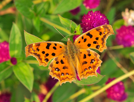黄钩蛱蝶polygonia c-aureum未整资原蝶标本未展翅蝴蝶标本