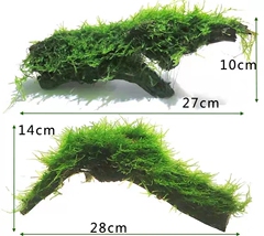 沉木造景懒人水草散装莫斯鱼缸草缸造景懒人增氧净化水质莫斯拱桥