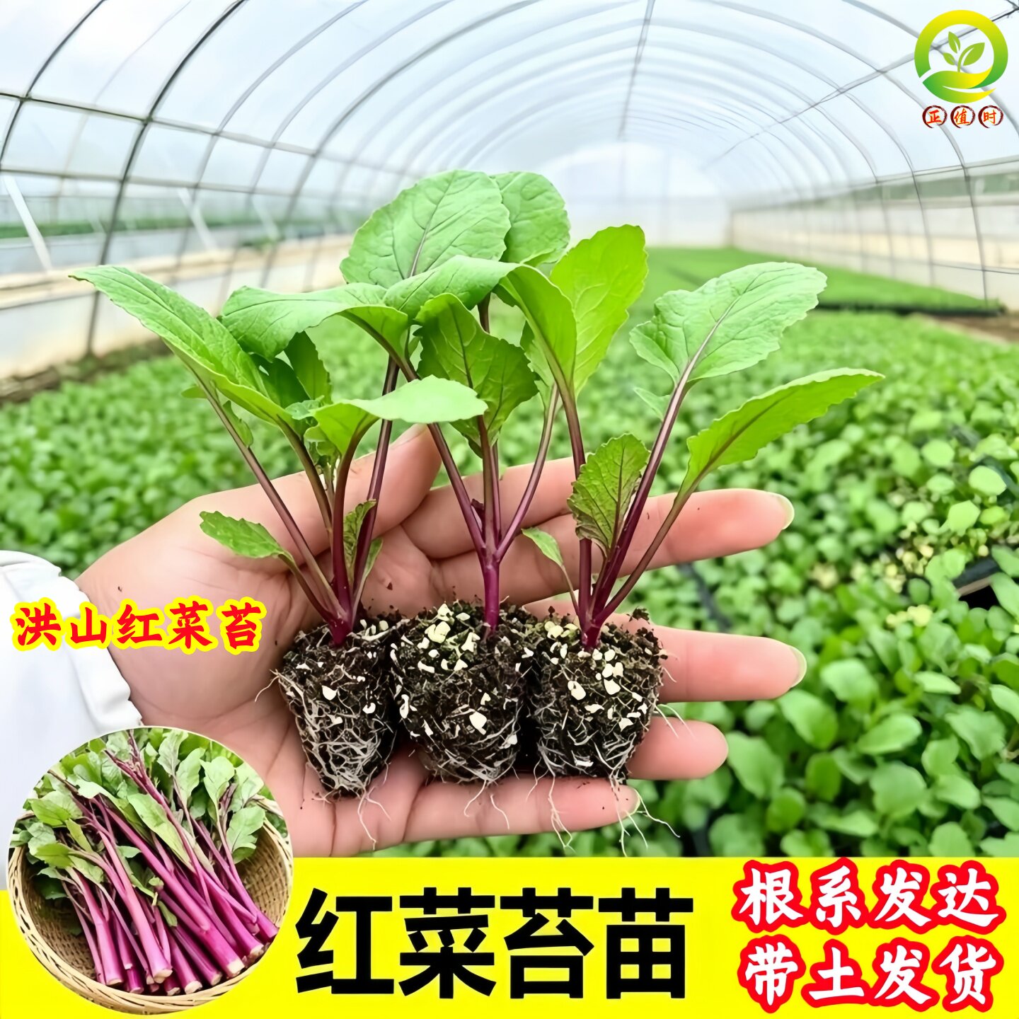 红菜苔秧苗武汉洪山菜苔带土幼苗批发秋季适合种耐寒老品种蔬菜苗