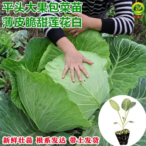 蔬菜秧苗带土带根发货平包菜